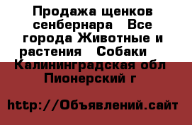 Продажа щенков сенбернара - Все города Животные и растения » Собаки   . Калининградская обл.,Пионерский г.